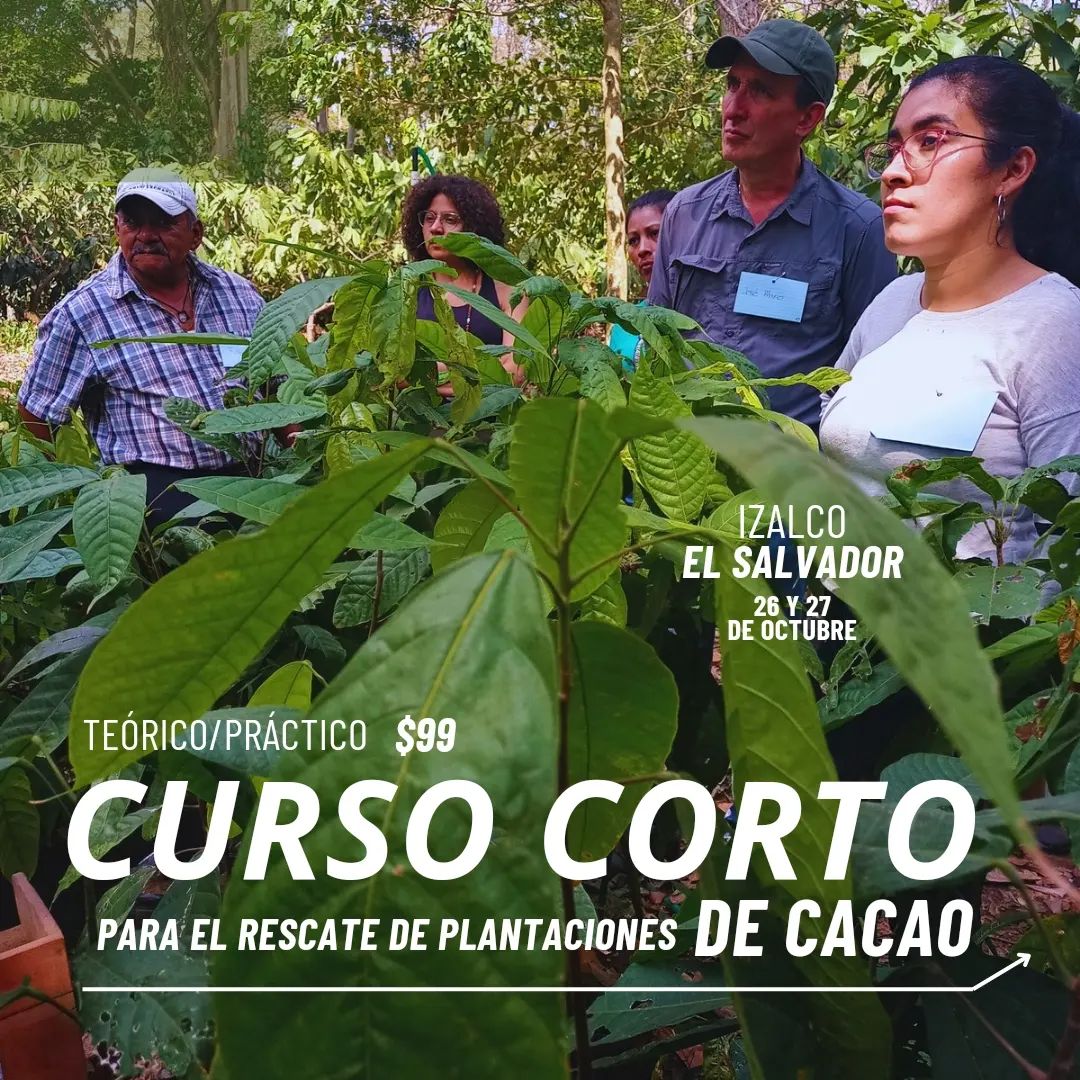 Curso corto de para el rescate de plantaciones de cacao
