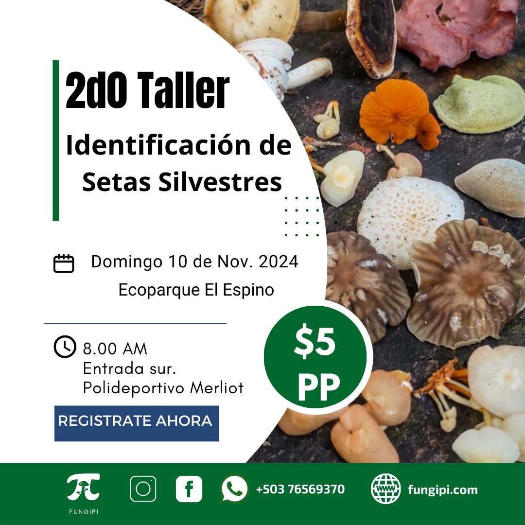 2do Taller De Identificación De Setas Silvestres 2024