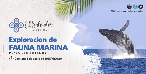 Tour de exploración de Fauna Marina en los cobanos 