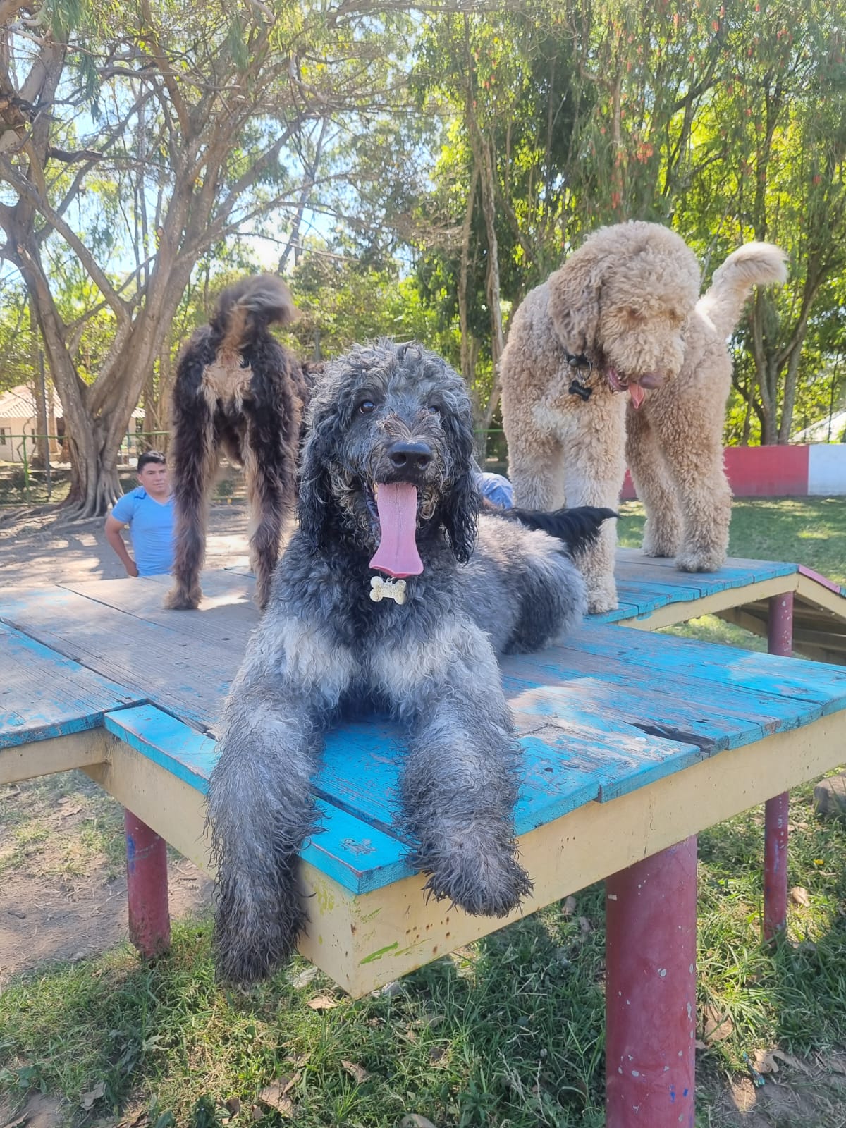 FREE - Cafetalon Dog Socialization