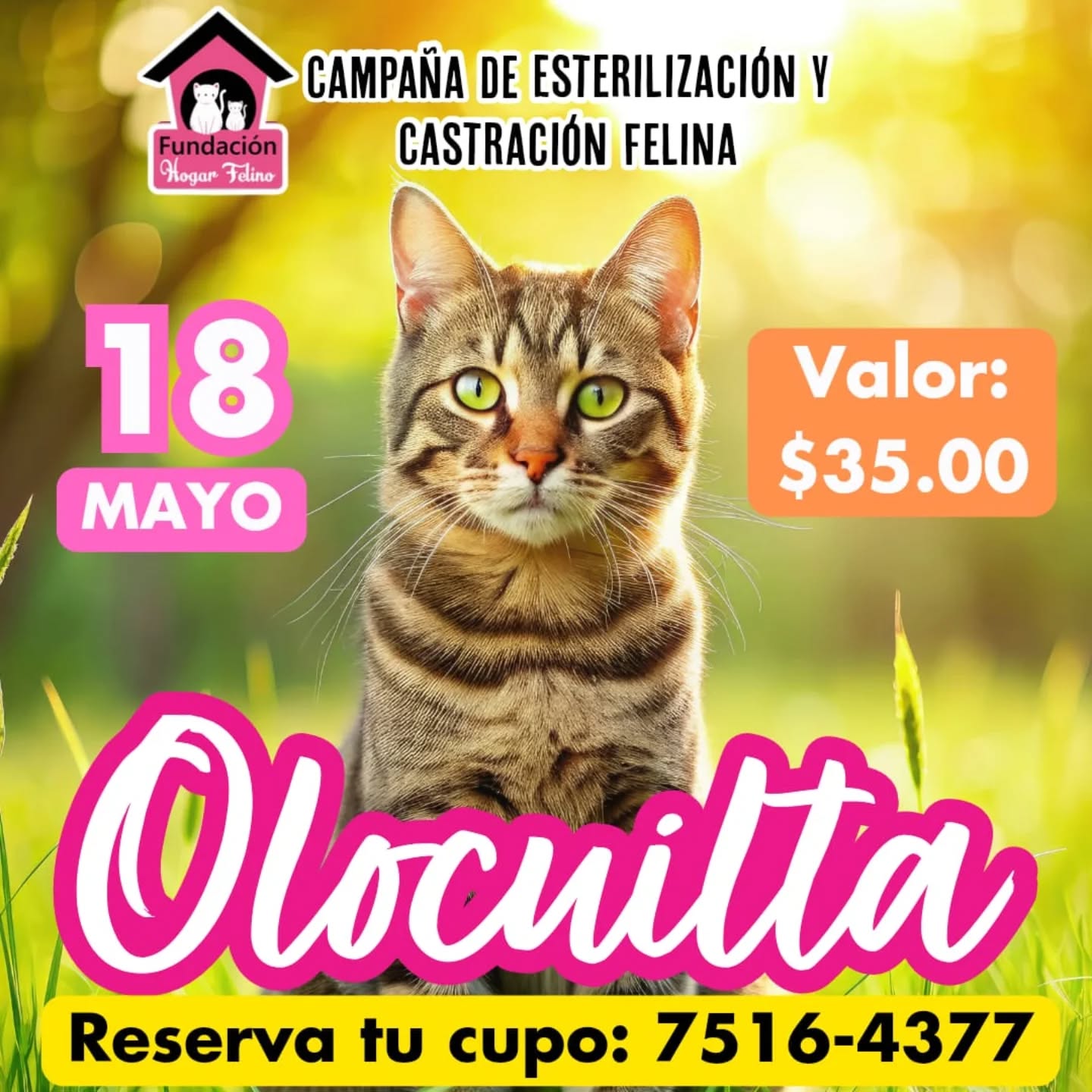 Campaña de esterilización en Olocuilta